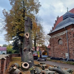 Wycinka drzew na posesji prywatnej w 2026 roku – aktualne limity i procedury