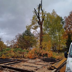 Wycinka drzew w ogrodzie – jak przebiega i ile kosztuje