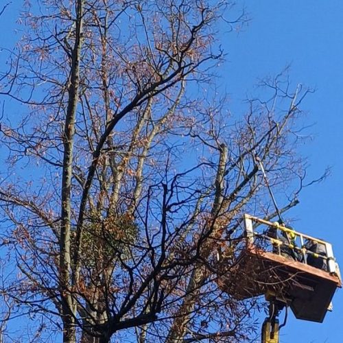 Bezpieczne przycinanie gałęzi nad budynkami i liniami energetycznymi przy użyciu podnośnika koszowego
