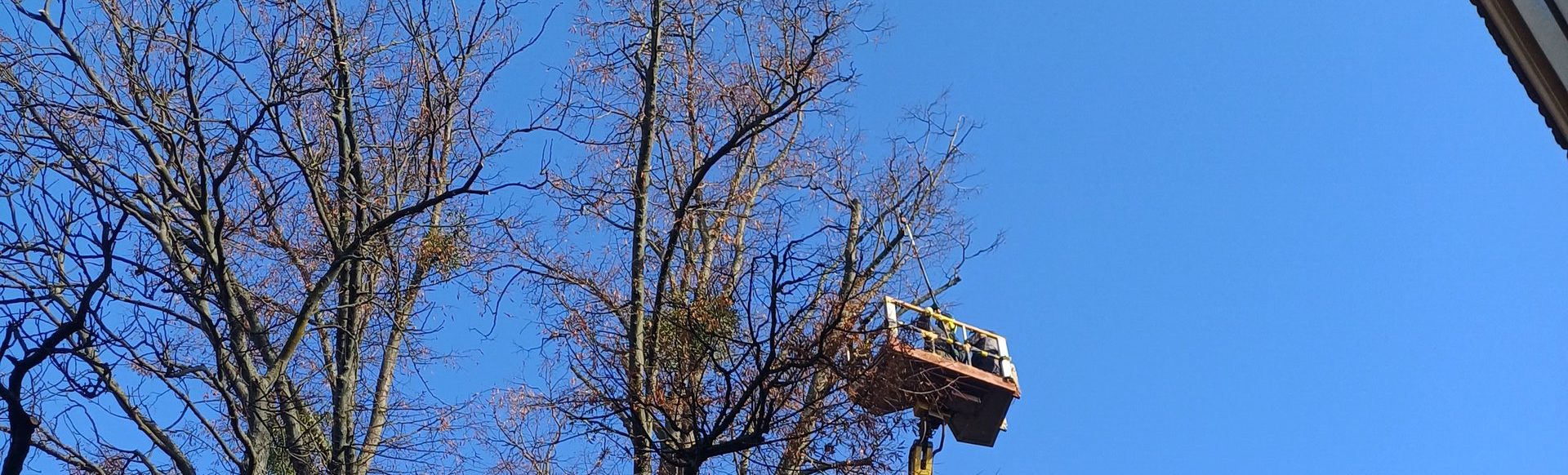 Bezpieczne przycinanie gałęzi nad budynkami i liniami energetycznymi przy użyciu podnośnika koszowego