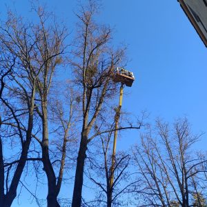 Usuwanie suchych konarów z wysokich drzew przy użyciu podnośnika koszowego